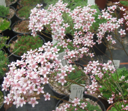 Saxifraga 'Winifred Bevington'